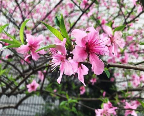 仙桃樹風水|風水學 家裡種桃樹好嗎？會不會有桃花運